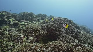 喜界島にアオサンゴ群生 奄美群島、北限を更新