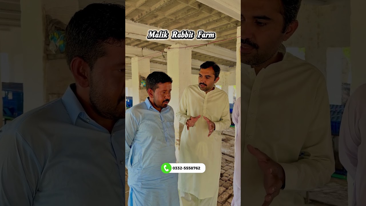پنڈی گھیب کے کسان فیصل نے خرگوش بیچ کر کمائے پیسے! | Live Buy-Back Payment 🐇💰