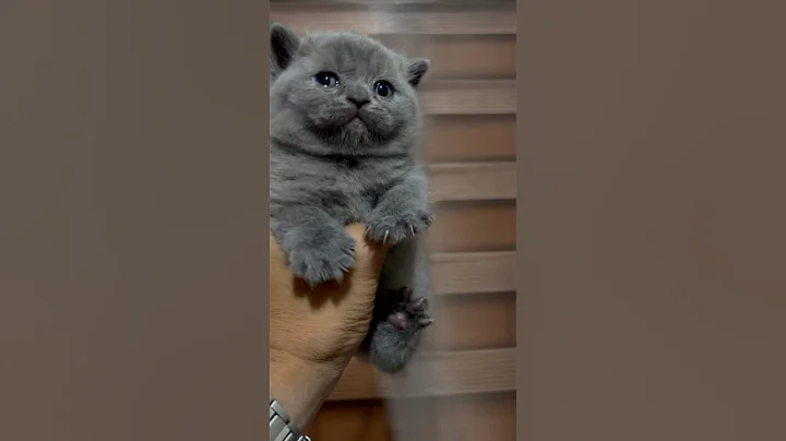 Video 11846811: cute british shorthair kitten, shorthair kitten britishshorthair, britishshorthair kitten cutecat
