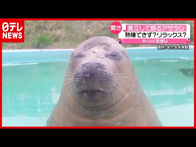 あざらし寝袋コンプリートセット 宝酒造 景品 宮沢りえ あざらし 寝ぶくろ レア 京都水族館 on X: 