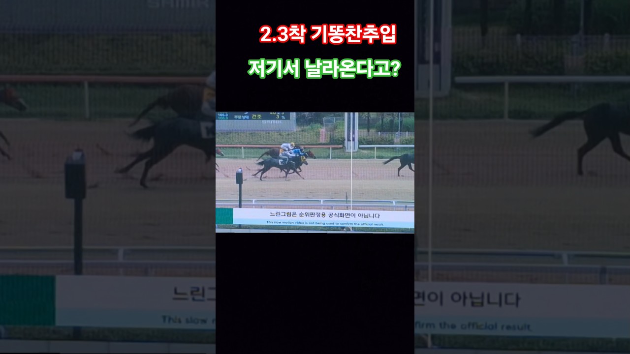 둘이손잡고 날라들어오네?#경마 #말 #달려라말 #shorts