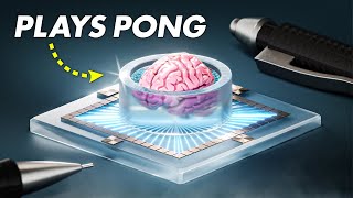 Scientists Built a Computer With 800,000 Human Neurons | Dishbrain