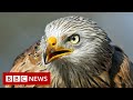 UK red kites to be flown to Spain to help population - BBC News