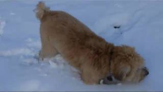 Jessie the Wheaten Terrier Meets Snow @TheJessiiShow