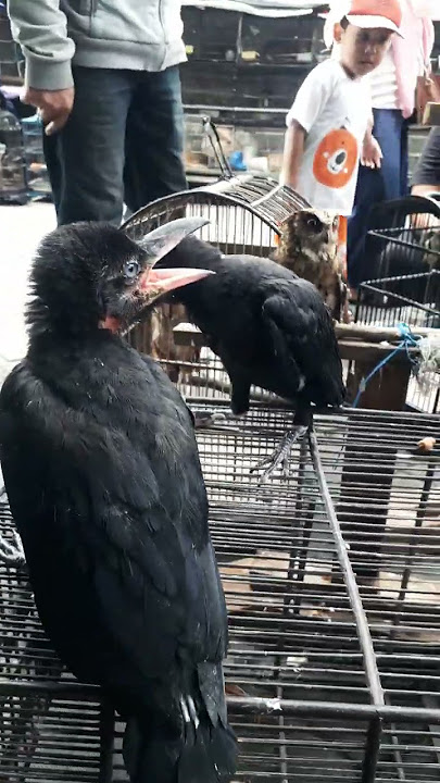 PANEN ANAKAN BURUNG GAGAK|| BURUNG MISTIS DARI BALI