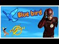 The flash blue bird