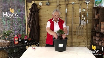 How To Water Your Bonsai Tree