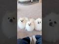 バンバラバンチャレンジ｜アップ待ちのわんこたち📸🐾 #バンバラバンチャレンジ #犬 #바라밤챌린지