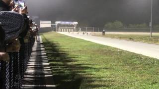 Greyhounds racing in Daytona track