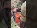 cut down a giant tree #shortvideo #treecutting #chainsaw