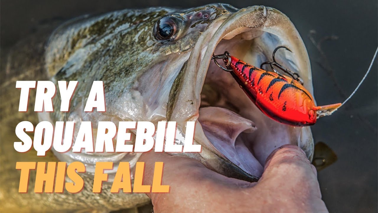 A Silent, Deadly Squarebill For The Fall 