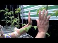 Aquaponics in the Philippines - Harvest time