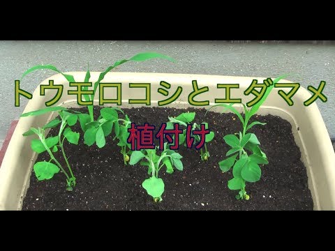家庭菜園だより ０１プランターで育てる野菜トウモロコシとエダマメの植つけ Youtube