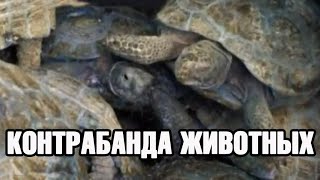 Как в СНГ борются с контрабандой редких животных? Как в СНГ борются с контрабандой редких животных?