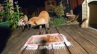 Foxes communicating and moth hunting and what did the fox catch?