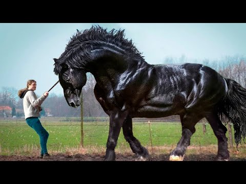 Video: Raras, inusuales y hermosas razas de caballos