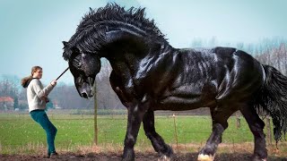 Top 10 Razas de Caballos Únicos en el Mundo