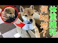 豆柴の仔犬ふくが来てから2ヶ月間の体重推移まとめ #19