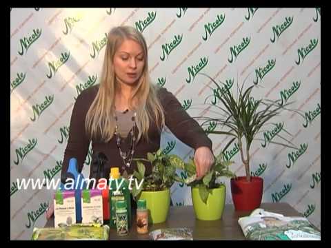 Vídeo: Dracaena, Espécie E Cultivo Interno