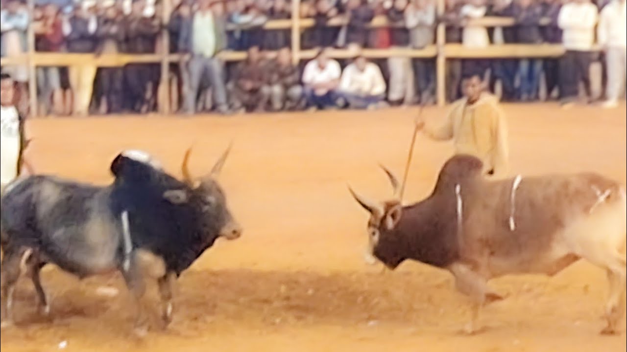 Satya vs saw dung richard sutnga