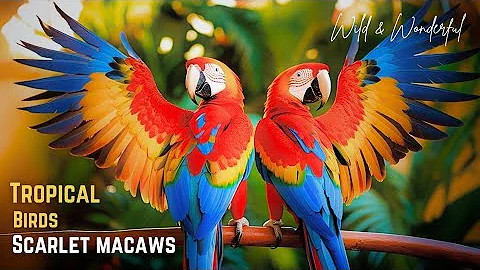 Scarlet Macaws || Wild and Wonderful: Exploring the World of Scarlet Macaws