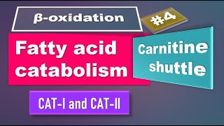 Carnitine shuttle: Fatty acid oxidation: Part 4:  biochemistry
