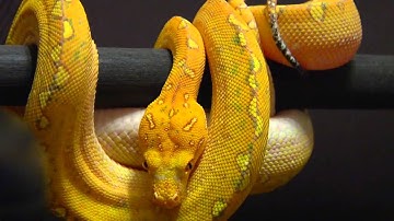 Green Tree Python Red.wmv