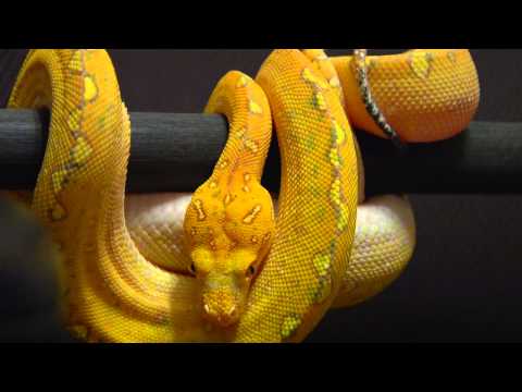 Green Tree Python Red.wmv