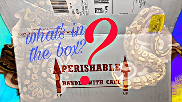 Unboxing snake from dynasty reptiles!