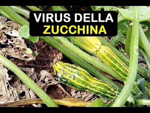 Video: Che cos'è il virus del mosaico - Scopri i sintomi del virus del mosaico sulle barbabietole