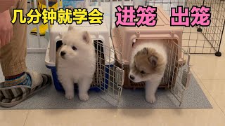 The little earth dog is so smart, it learns to get in and out of the cage in a few minutes