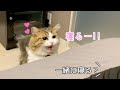 一緒に寝る?と誘うと嬉しそうに添い寝してくる猫が可愛い!