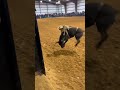Cowboy Cat Rides Bucking DOG Rodeo Bull?! 😱 Perfect 8-Second Ride! (AI Animals)