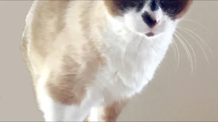Watch the video about Very Cute Snowshoe Cat Sings on Her 19th Birthday