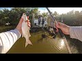 Snook were everywhere live mullet and lure action