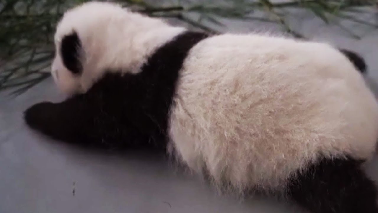 Детеныш панды Диндин оброс пушистой шерстью и перестал мерзнуть. Малышка начала забавно ползать