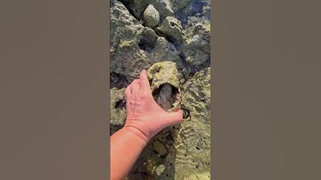 Ancient fossilized conch shell home New Caribbean sea life Tropical Xcalacoco Beach Playa del Carmen