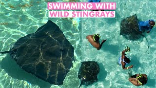 Swimming with Wild Stingrays in the Caribbean Island Nation of Antigua and Barbuda #shorts