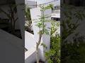 Moringa Me Pinching Ke Aik Hafte Baad Ka Update #terracegarden