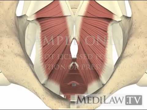 Lumbar Spine Pelvis Muscles Pelvic Floor physical therapy 3D animations law of supply and demand