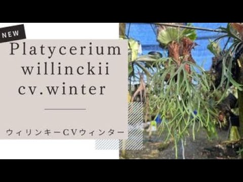Platycerium willinckii cv. winter ビカクシダウィリンキーcv