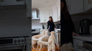 80% Of Adult Dogs Get Dental Disease...