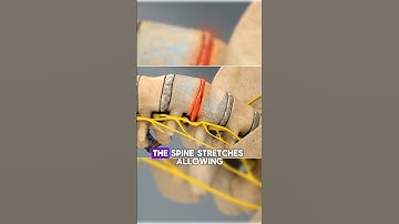 Why Do Astronauts Grow Taller in Space?