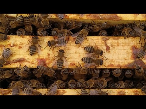 Жизнь пчёл