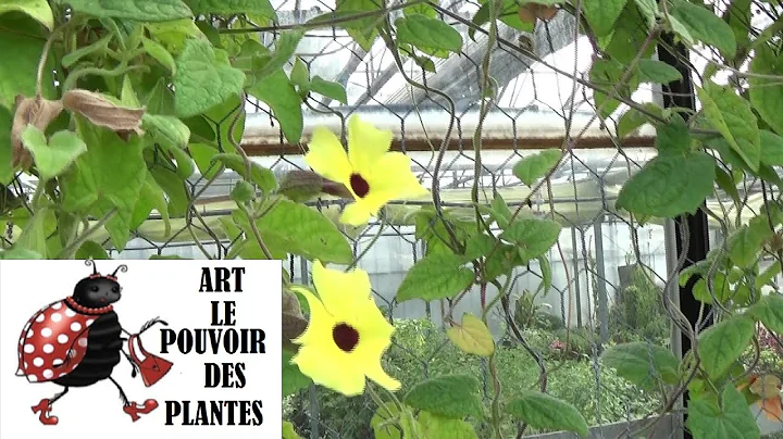 Jardinage: Thunbergia alata Suzanne aux yeux noirs: Comment faire une bouture: vivace et annuelle