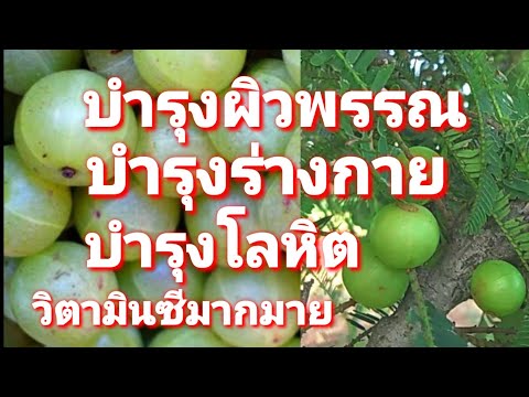 ใช้กินผลสดบำรุงผิวพรรณวิตามินซีมากบำรุงร่างกายบำรุงโลหิตเป็นกระฝ้าหาย #โจฮักนะสารคาม EP.616