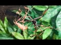 Nephila madagascariensis feeding.