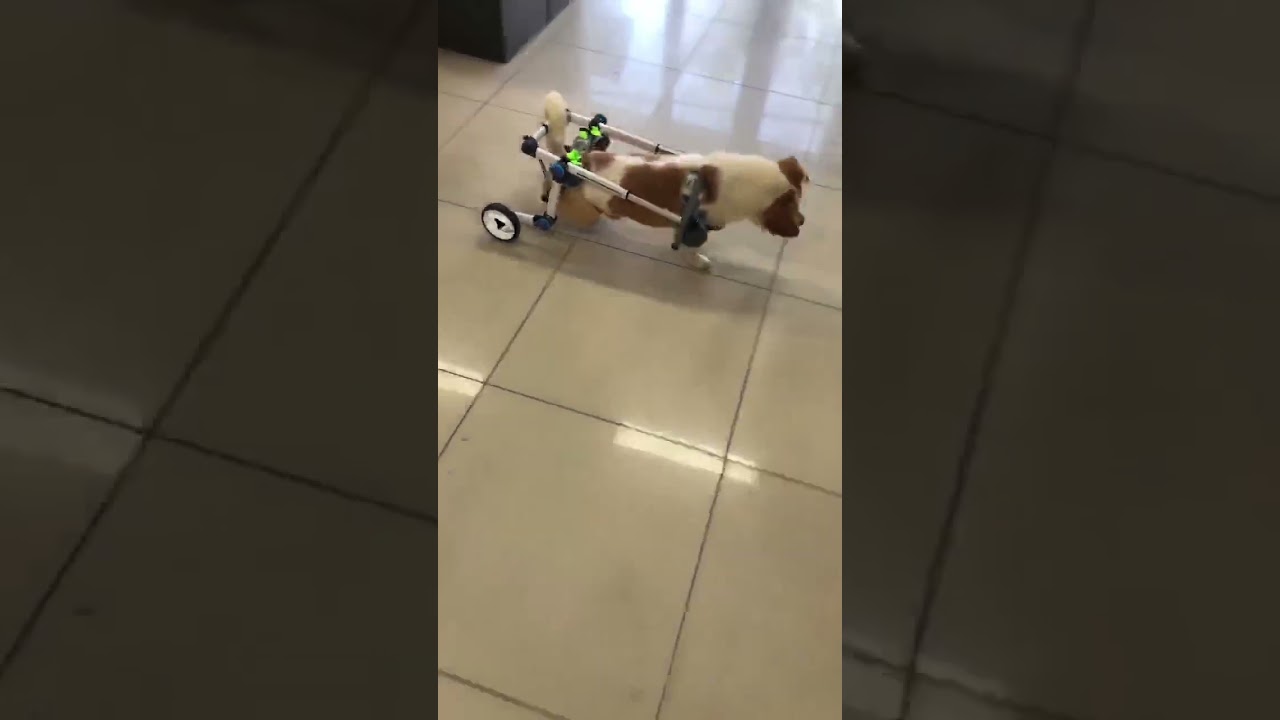 Dank spenden konnte der Rollstuhl gekauft werden.Notodogmeat