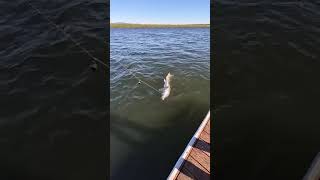 White Sturgeon 6ft