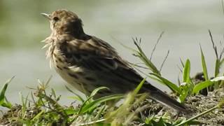 1070329宜蘭溼地黃腹鷚（Anthus rubescens）